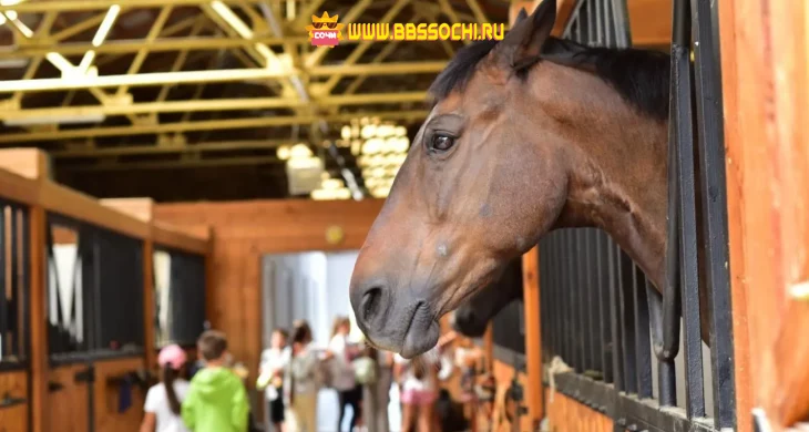 В Сочи открывается новый конный клуб для детей и подростков