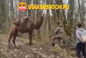 В Сочи нашли сбежавшего верблюда, поиски которого велись больше месяца (ВИДЕО)